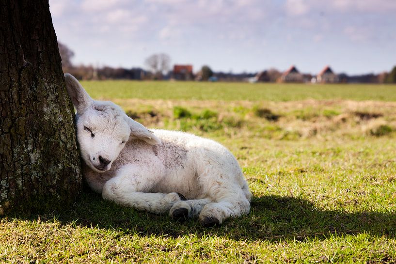 Lammetje in rust van Harld Roling