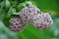 The beauty of pink flowers