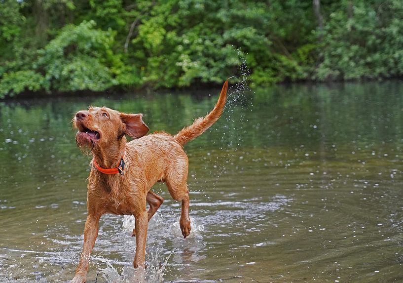 Wasserspiele am See mit einem braunen Magyar Vizsla Drahthaar Hund . von Babetts Bildergalerie