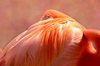 Flamant rose