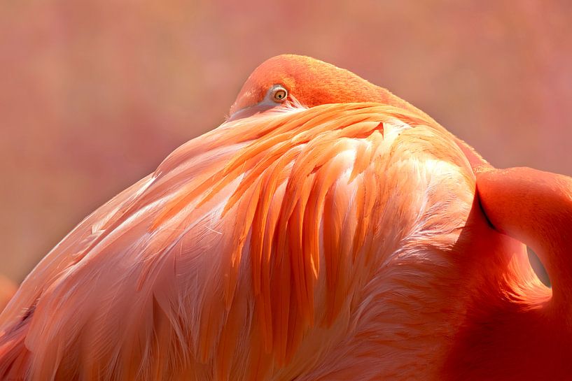 Flamant rose par D Meijer