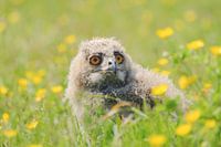 Young eagle owl