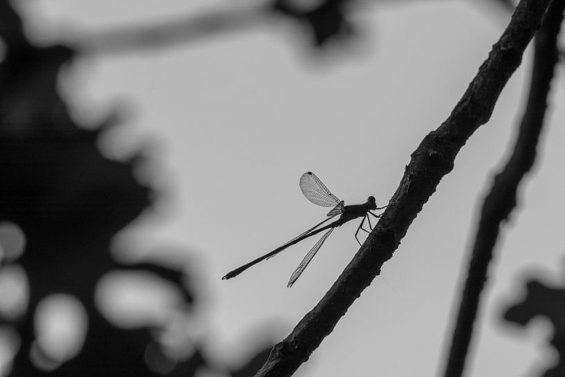 Libelle von Anjo ten Kate