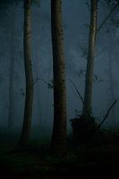 Des arbres lugubres