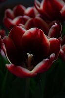 Tulpen.