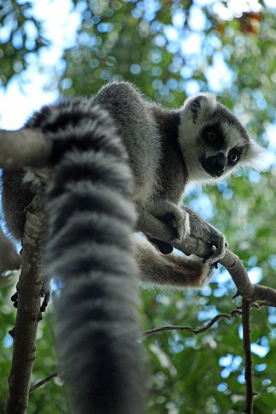 ringtail maki by Marieke Funke