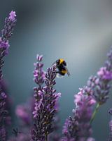 Hommel