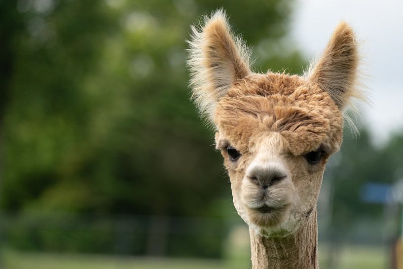 Portrait d'Alpace par Marcel Jagt