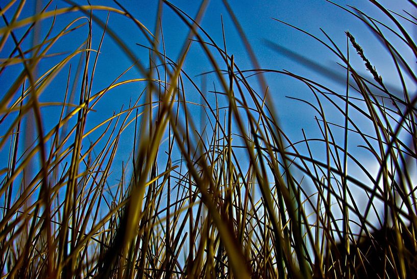 Herbe des dunes par Norbert Sülzner