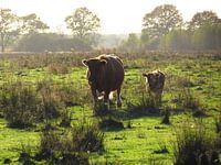 Wilf cow and its calf