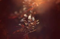 Un soleil chaud en soirée