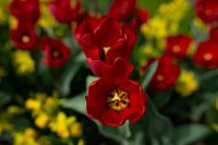 Schöne, ungewöhnliche Tulpen