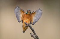 Macht Platz für den König!