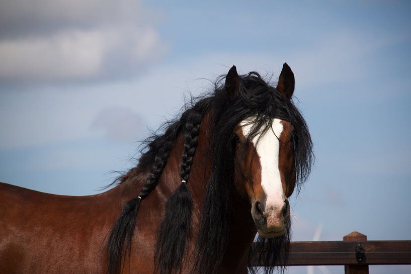 Tinker stallion in the meadow by Angelique Ruyters