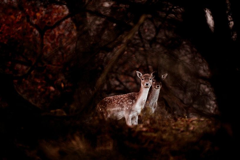 Un cerf au matin, les Pays-Bas. par Michiel de Bruin