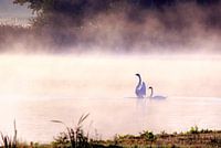 Swans in the fog
