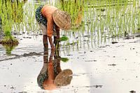 Mirror image of Rice planter