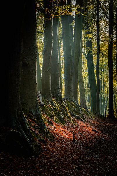 Light on the ground by Marc Houter