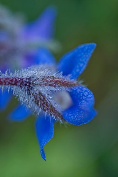 Blue Borage with Morning Dew by Iris Holzer Richardson