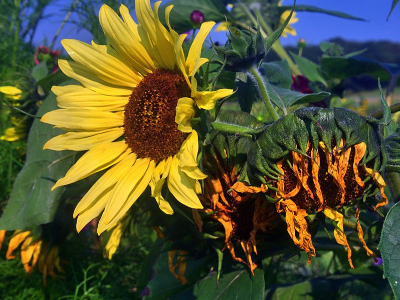 bloomed par Edgar Schermaul