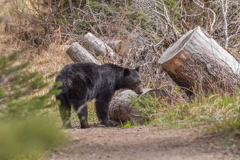 American black bear 2 by Franksfotoforum
