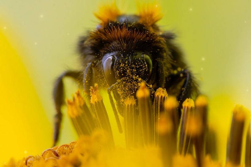 Poussière de fée 2 par Shanna van Mens Fotografie