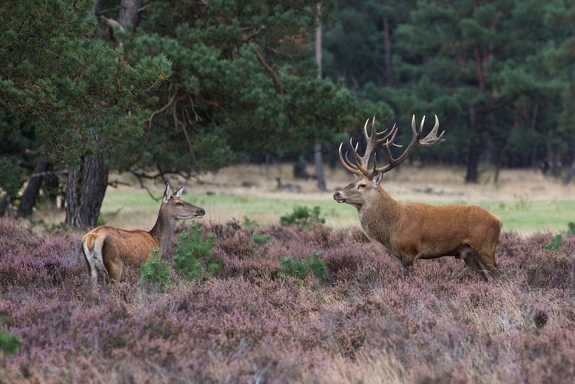 cerf par anja voorn