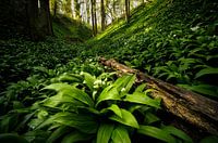 Savel forest with badger garlic