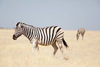 Zebras im Etosha NP Namibia