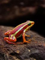 kleiner Frosch auf einem Felsen
