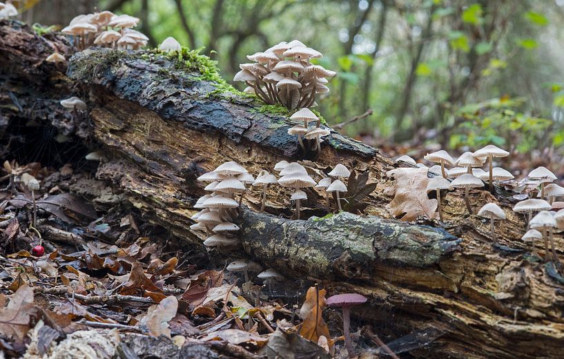 autumn in the forrest by ChrisWillemsen