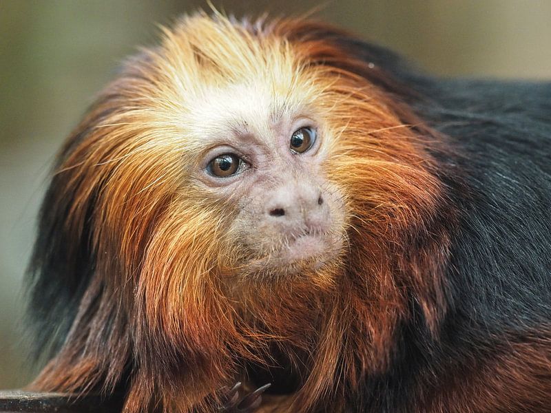 Goudkopleeuwaapje : Ouwehands Dierenpark by Loek Lobel