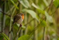 Das Rotkehlchen genießt den Sonnenaufgang