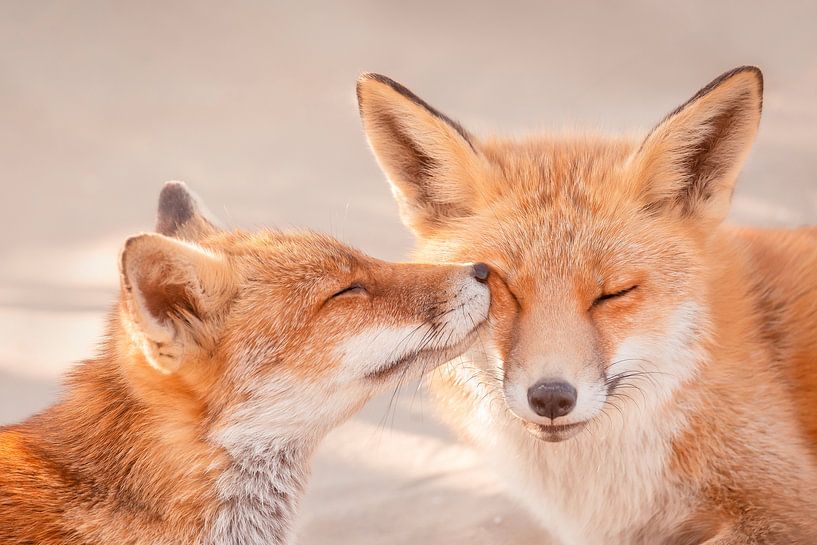 L'amour des renards par Roeselien Raimond