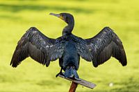 Cormorant stands to dry