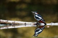 Woodpecker with reflection