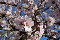 Amandelbloesem 4, roze bloemen en zonlicht