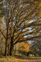 herfst in het Buytenpark