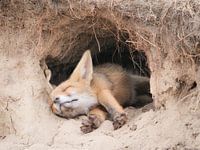Fox in dreamland