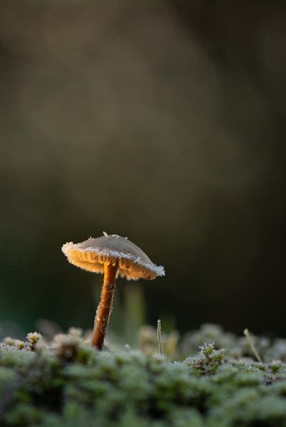 Mushroom by Lucia Leemans