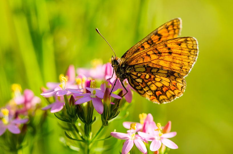 Woodland fritillary Melitaea athalia. Orange butterfly on pink flower by Martin Stevens