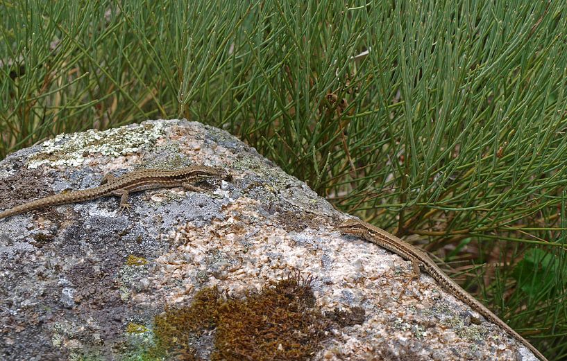 Hagedissenduo by Rinke Velds