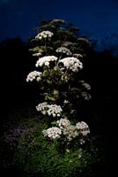 Flutewort against sunset