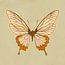 Schmetterlinge