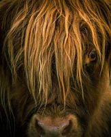 Onderonsje met Schotse hooglander