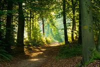 Zonsopkomst in het Bergherbos