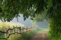 Morgennebel auf dem Horsten