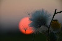 macro zonsondergang pluisjes 