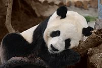 Le panda aime s'allonger sur une branche