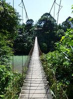 jungle bridge Sumatra